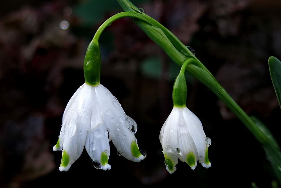 snowflake, spring flower, white, close, spring knotenblume HD wallpaper