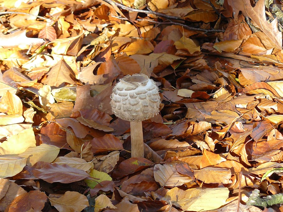 mushroom, foraging, autumn, leaf, plant part, leaves, nature HD wallpaper