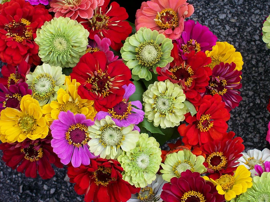 closeup photo of red and green petaled flowers, zinnias, bunch, HD wallpaper