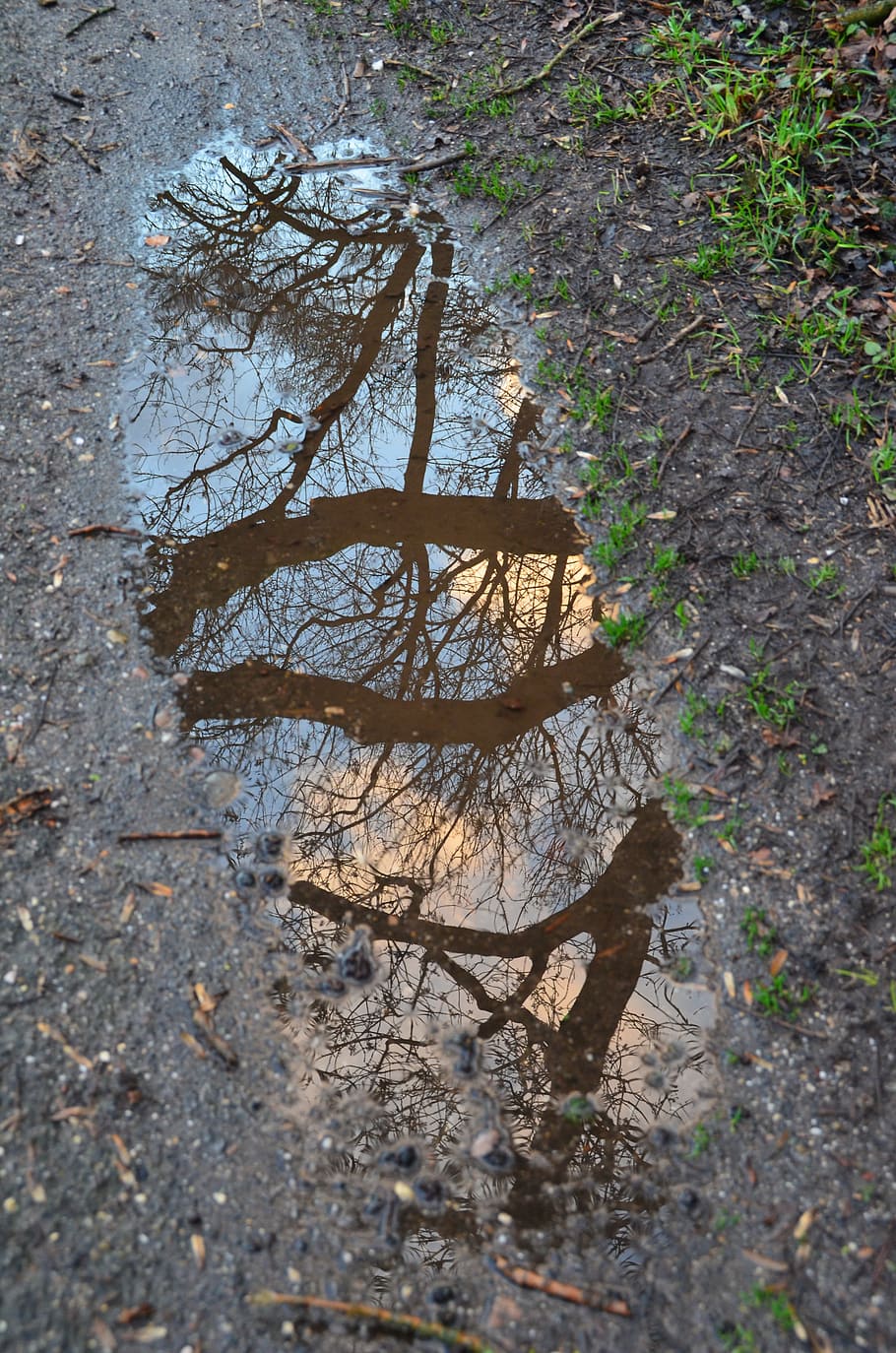 autumn, winter, puddle, mirroring, viewing, tree, land, plant HD wallpaper