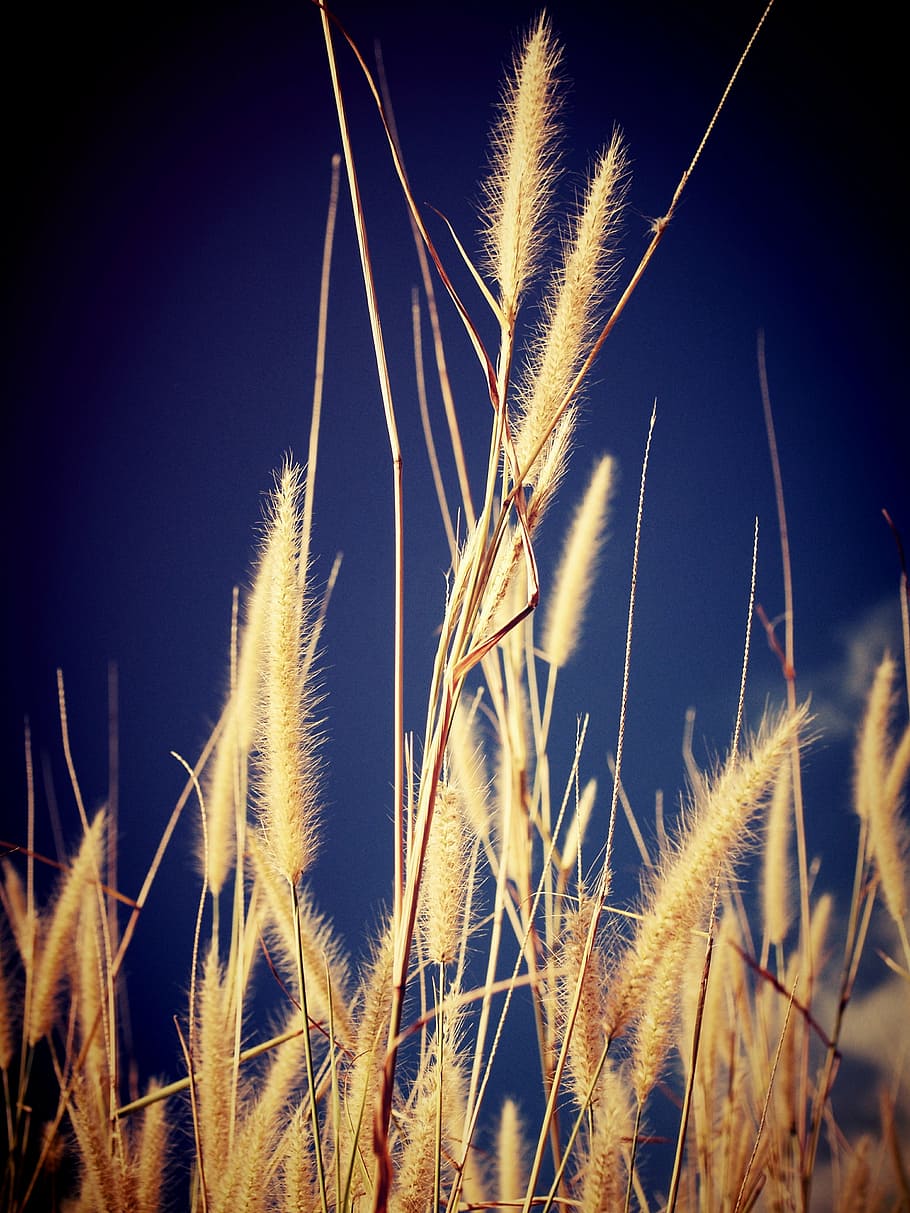 field, filter, flora, flower, foliage, garden, images, landscape HD wallpaper