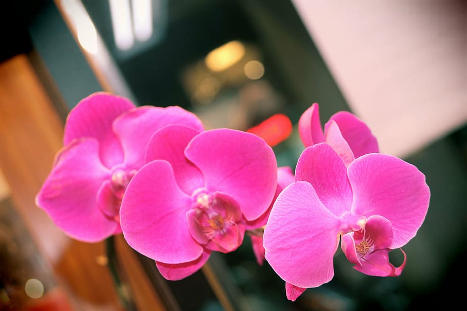 orchid, butterfly the falkland islands, flower, purple, flowers, HD wallpaper