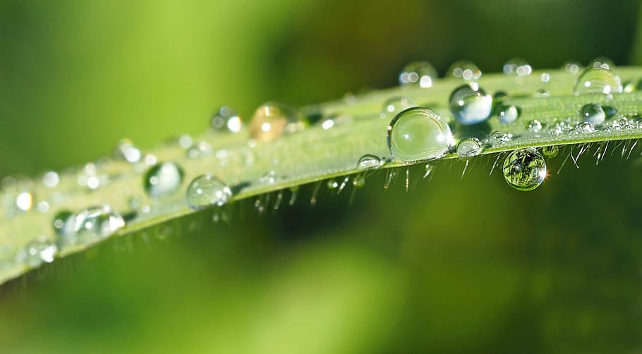 dew on leaf, plant, nature, live, drop, freshness, green Color HD wallpaper