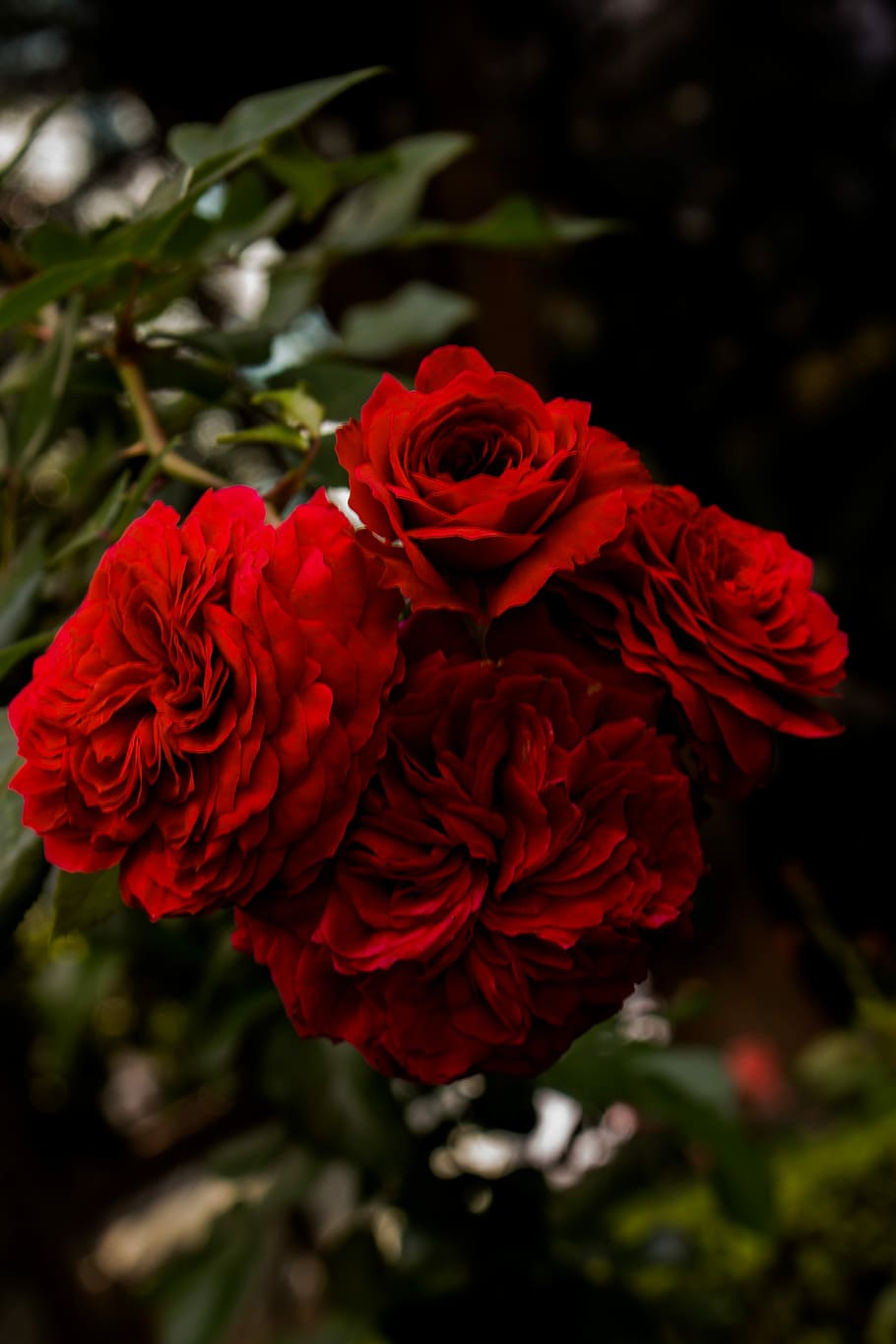 red roses, flower, bloom, garden, flowering plant, beauty in nature HD wallpaper