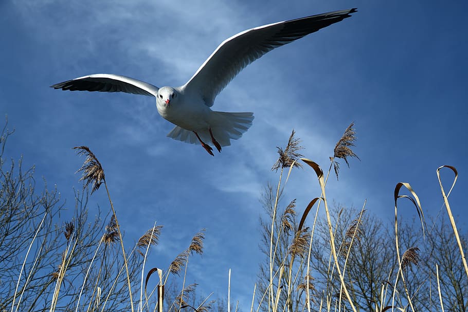 low angle photo of white seagull flying during daytime, bird HD wallpaper