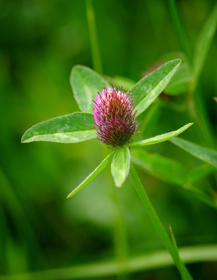Clover, Flower, Nature, plant, growth, leaf, green color, beauty in nature HD wallpaper