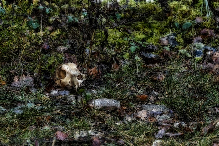 skull, animal, undergrowth, forest, plant, mammal, land, nature HD wallpaper