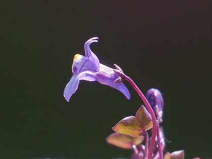 dulcimer herb, blossom, bloom, blue, violet, purple, zymbelkraut HD wallpaper