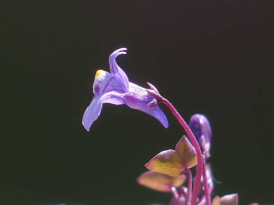 dulcimer herb, blossom, bloom, blue, violet, purple, zymbelkraut HD wallpaper