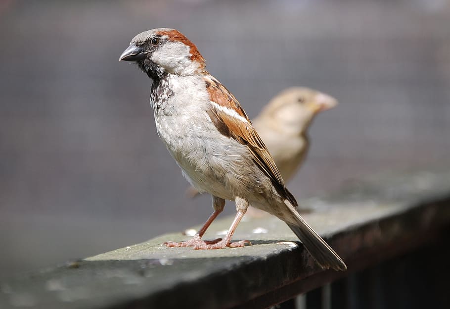 sparrow, sperling, bird, cheeky, bitch, vertebrate, animal wildlife HD wallpaper