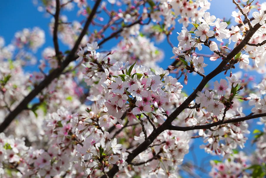 cherry, tree, branch, flower, season, apple, nature, plum, plant HD wallpaper