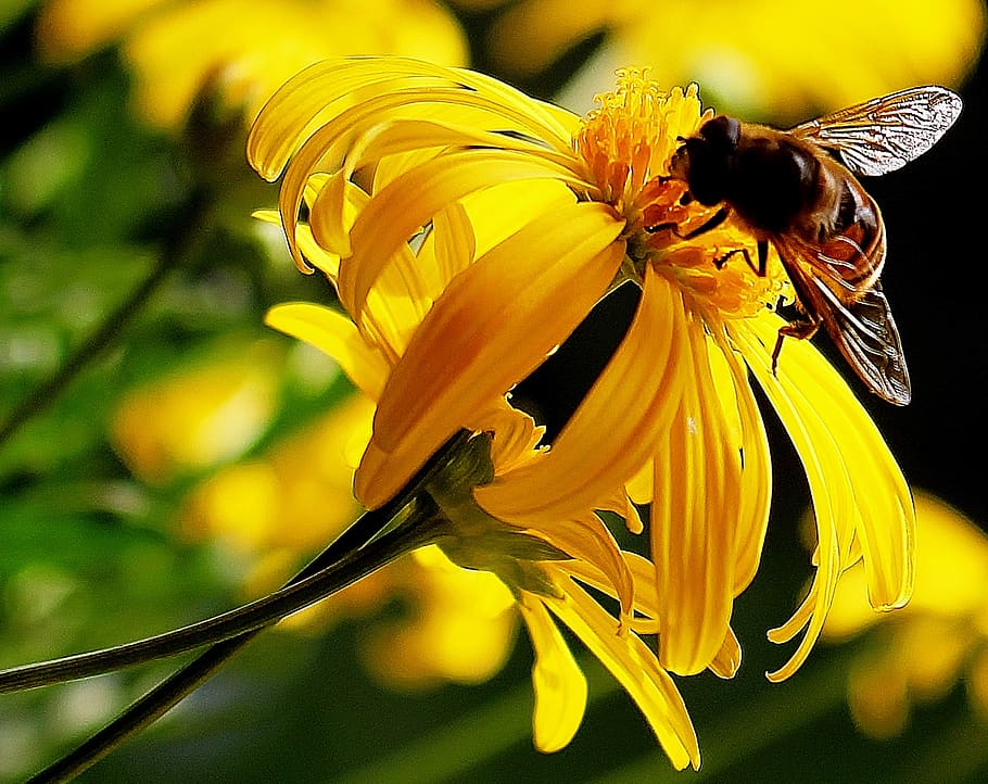 hoverfly, nectar, yellow, petals, plant stems, flower, flowering plant HD wallpaper