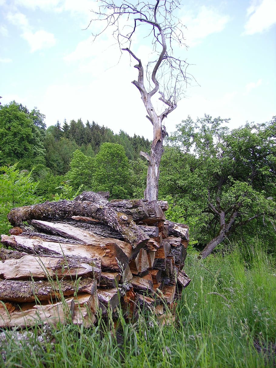 holzstapel, tree, wood, nature, forest, outdoors, tree Trunk HD wallpaper