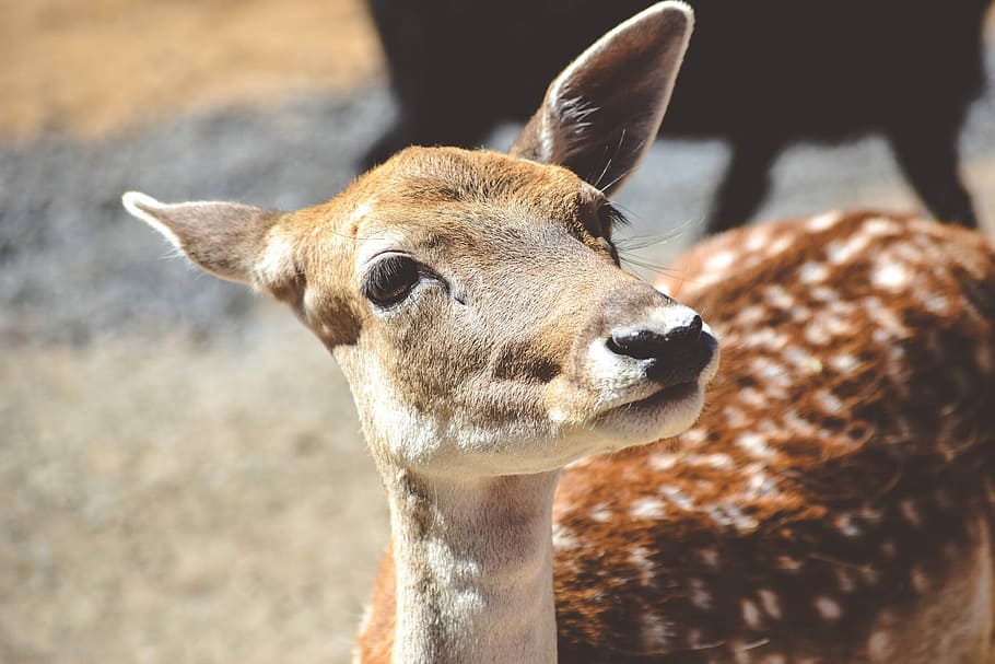 brown fawn, brown and white deer closed up photography, doe, spots HD wallpaper