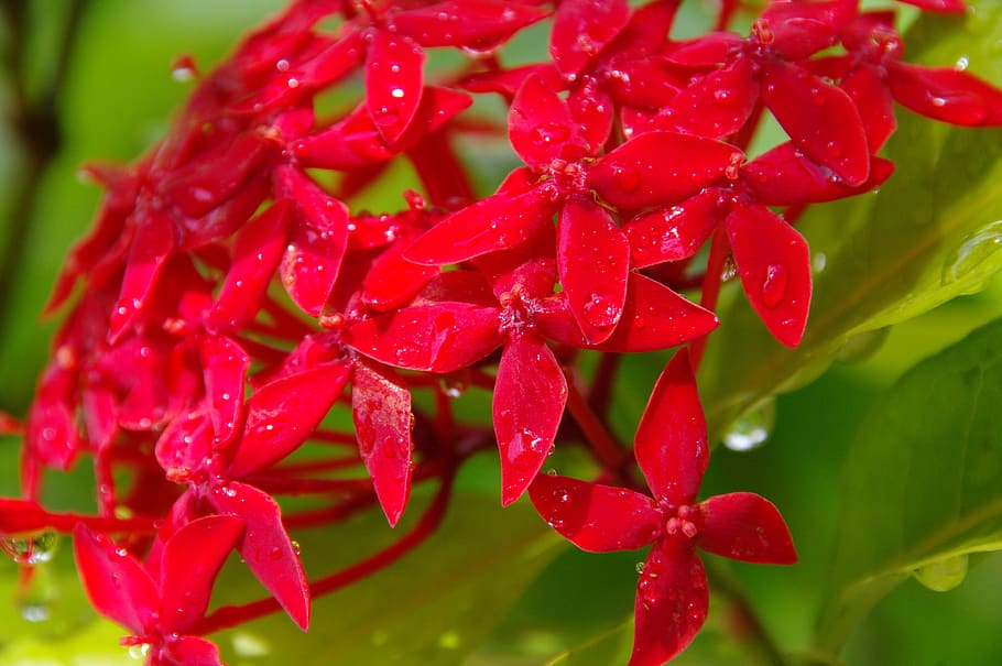flower, red, dew, drops, plant, growth, beauty in nature, close-up HD wallpaper