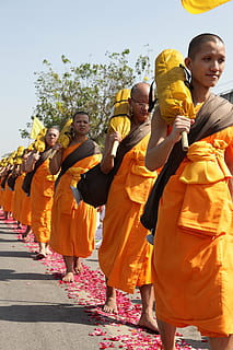 buddhists, monks, buddhism, walk, orange, robes, thai, wat HD wallpaper