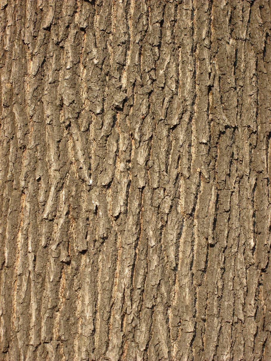 tree bark, Oak Bark, Structure, pattern, background, wood, forest HD wallpaper