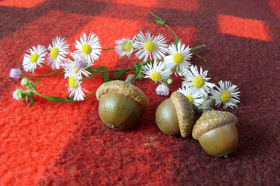 decoration, nature, composition, acorns, beauty, flower, flowering plant HD wallpaper