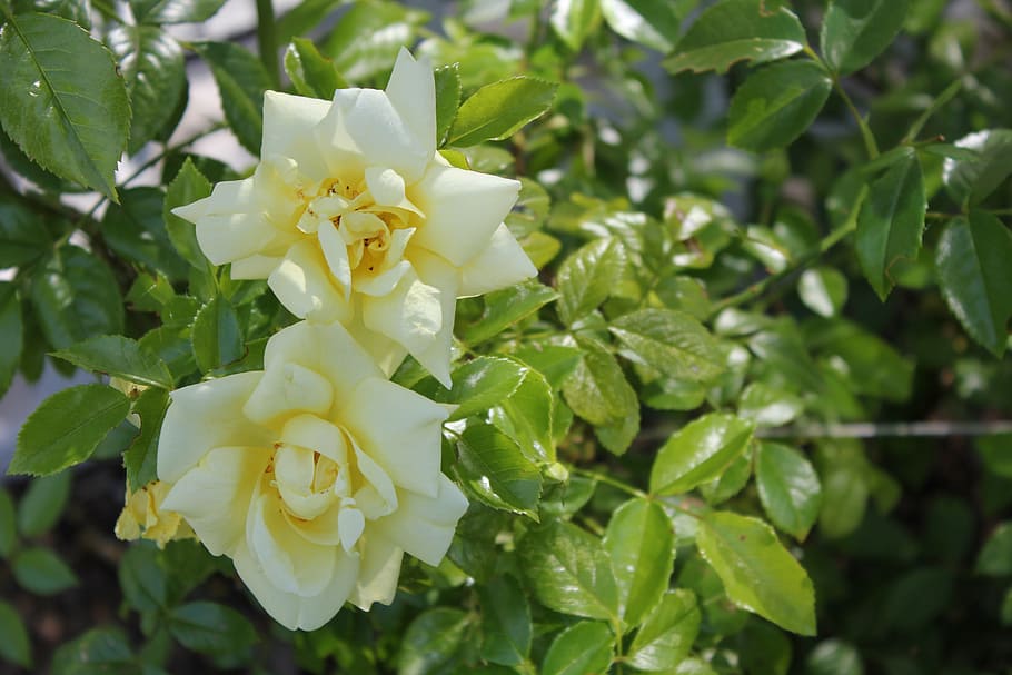 rose, flower, yellow, nature, leaf, petal, plant, summer, flower Head HD wallpaper