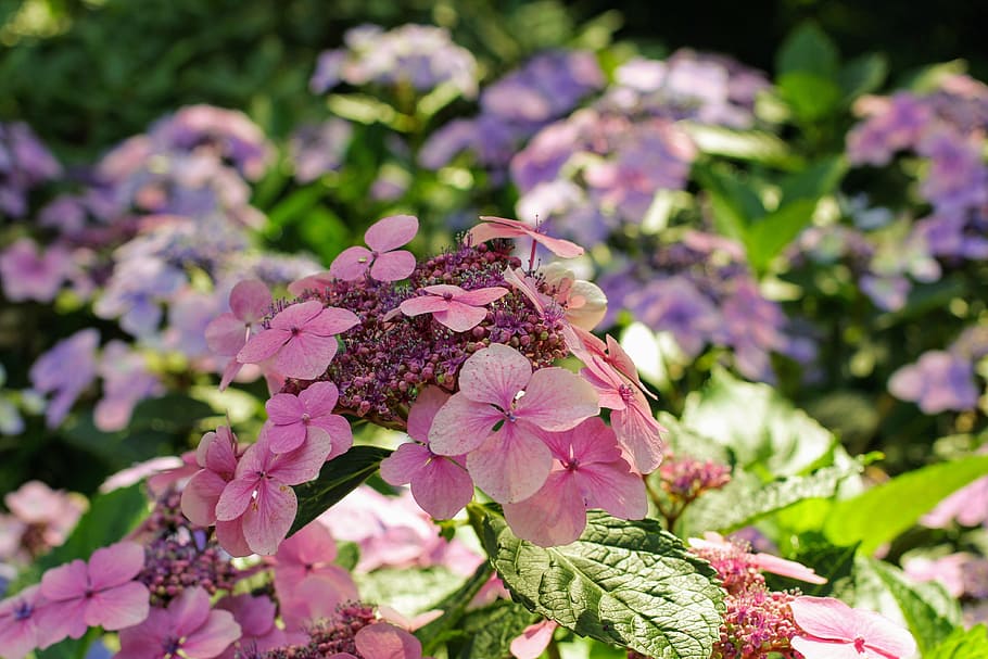 hydrangea, flower, blossom, bloom, close, greenhouse hydrangea HD wallpaper