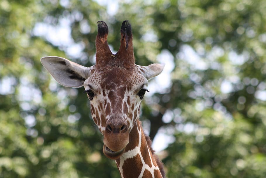 giraffe, zoo, head, animal, wildlife, nature, africa, mammal HD wallpaper