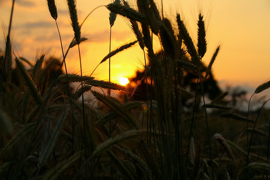 sunset, field, landscape, abendstimmung, summer, nature, landscapes HD wallpaper