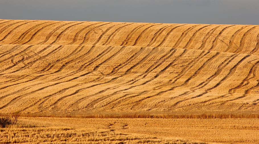 Field, Straw, Rustic, Agriculture, nature, wheat, harvest, cereals HD wallpaper
