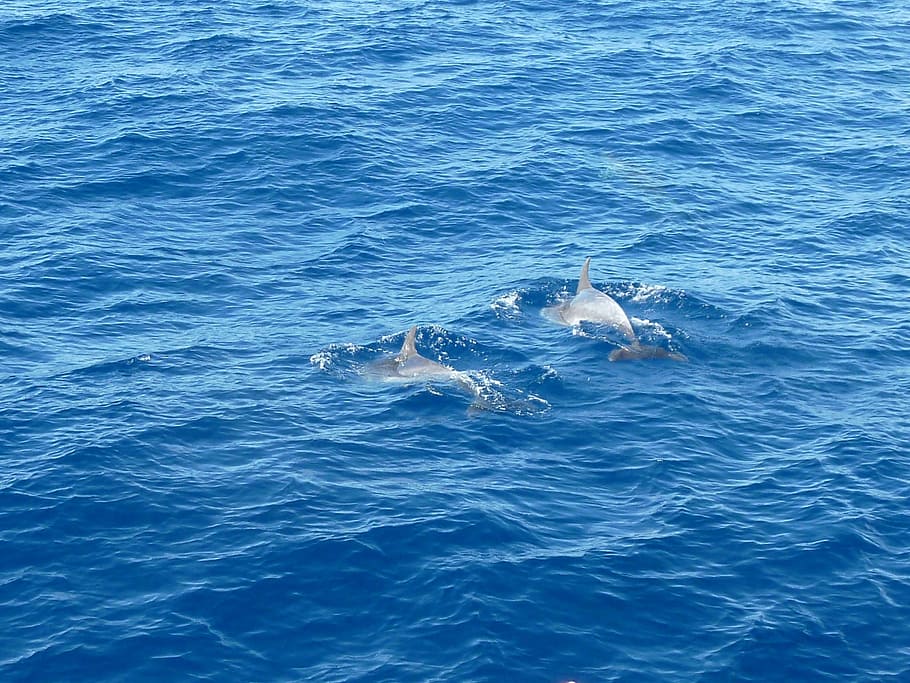 Sea, Dolphin, Water, blue, animal wildlife, animals in the wild HD wallpaper