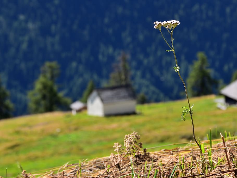 flower, meadow, landscape, grass, nature, background, plant HD wallpaper