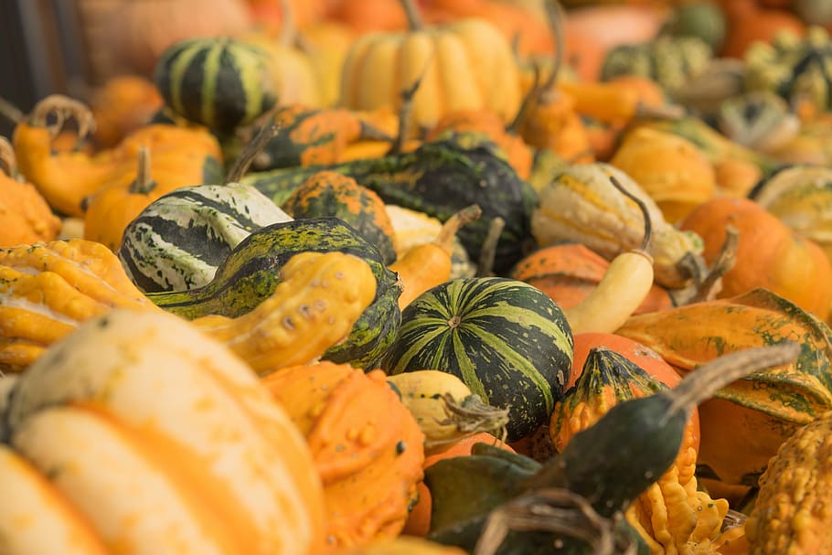 pumpkins, autumn, orange, yellow, gourd, decoration, vegetables HD wallpaper