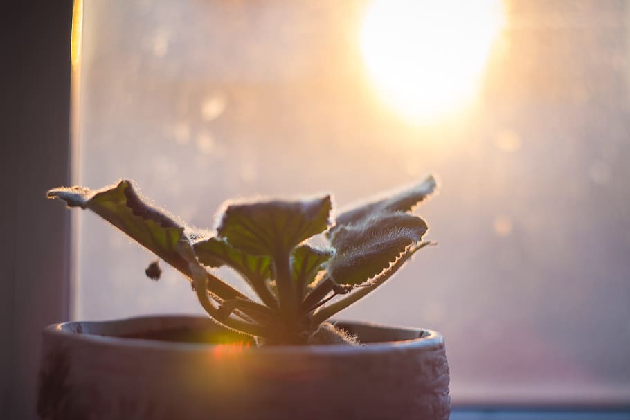 flower, violet, window, sun, light, backlit, violets, in a pot HD wallpaper