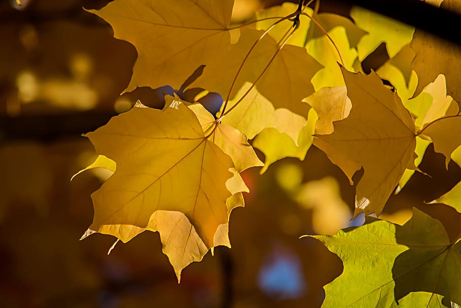 maple leafs, autumn, tree, fall, maple tree, colorful, plant part HD wallpaper