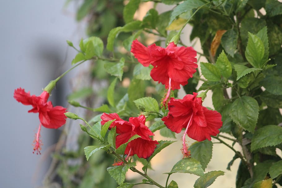 hibiscus, china rose, flower, red, plant, bunch, flowering plant, HD wallpaper