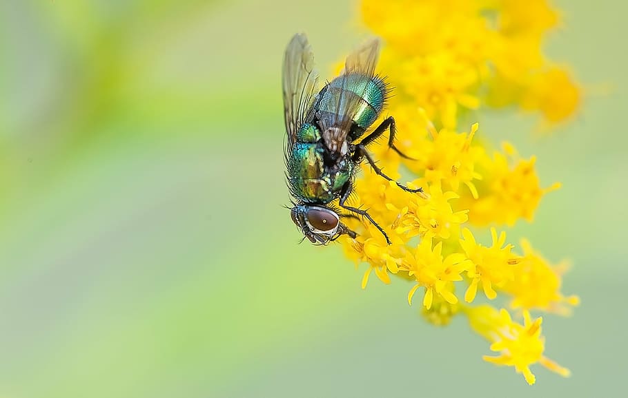 green bottle fly on yellow petaled flower, macro, nature, insect HD wallpaper