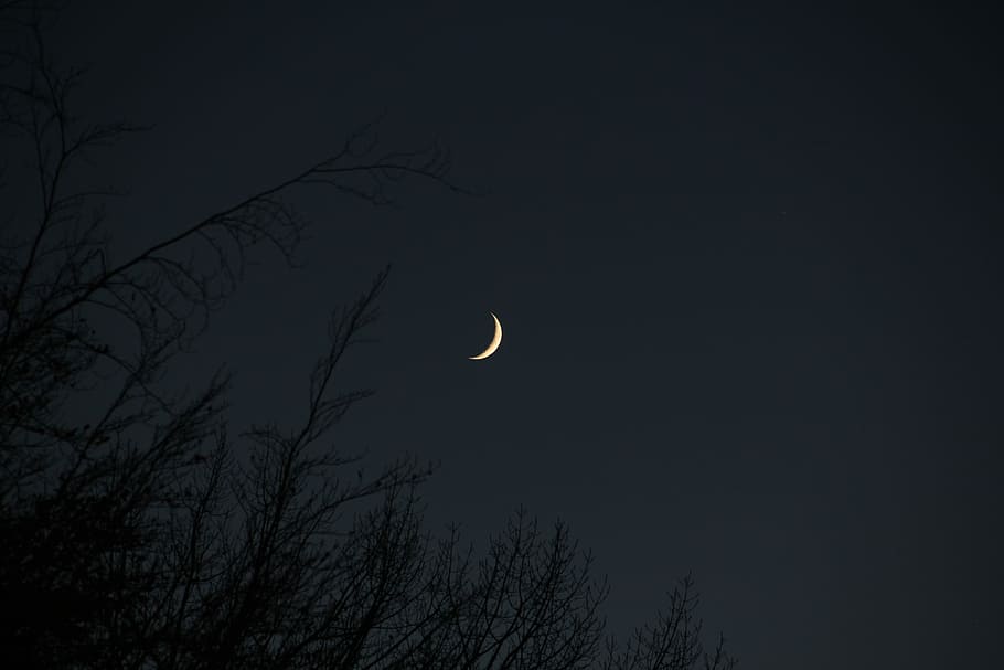 bared trees under moon, half moon above green plants, night, sky HD wallpaper