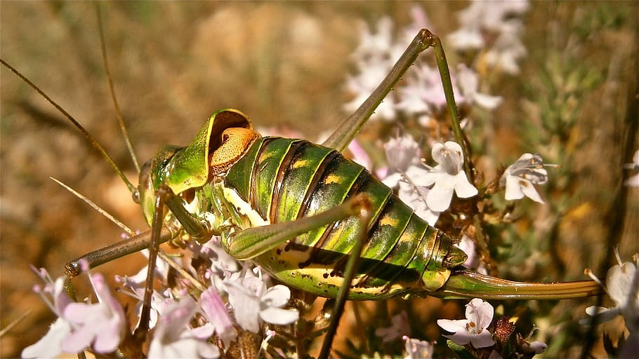 insect, grasshopper, forest, nature, plant, animal wildlife HD wallpaper