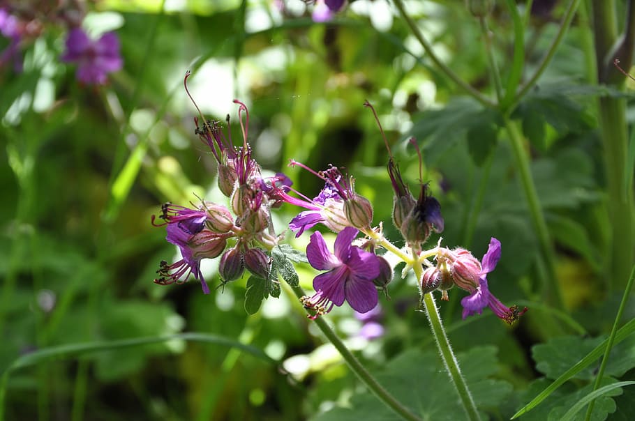 geranium, flower, purple, flowering plant, growth, fragility HD wallpaper