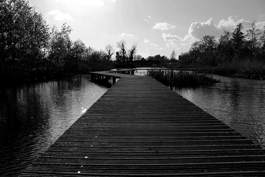 water, nature, tree, plant, direction, lake, sky, the way forward HD wallpaper
