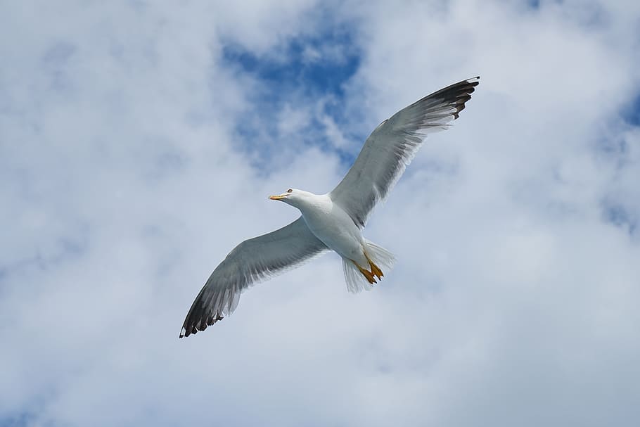 white pigeon spreading its wings, Seagull, Bird, Nature, blue HD wallpaper