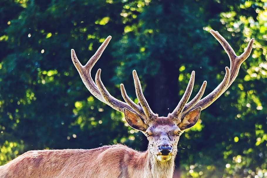 hirsch, animal, real deer, nature, animal world, red deer, enclosure, HD wallpaper