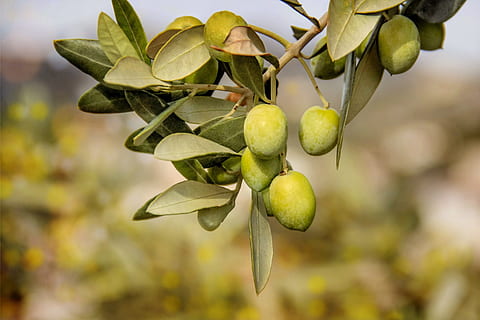 mango fruits, olives, trees, plants, flora, food and drink HD wallpaper