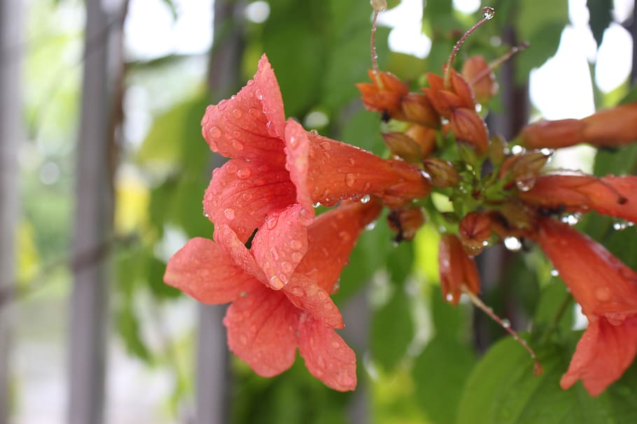 flower, after rain, beauty in nature, plant, close-up, focus on foreground HD wallpaper