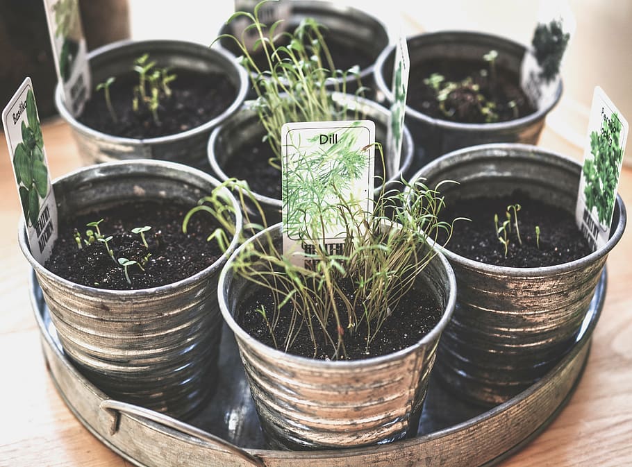eight tin flowerpots with seedlings, aromatic, culinary, food HD wallpaper
