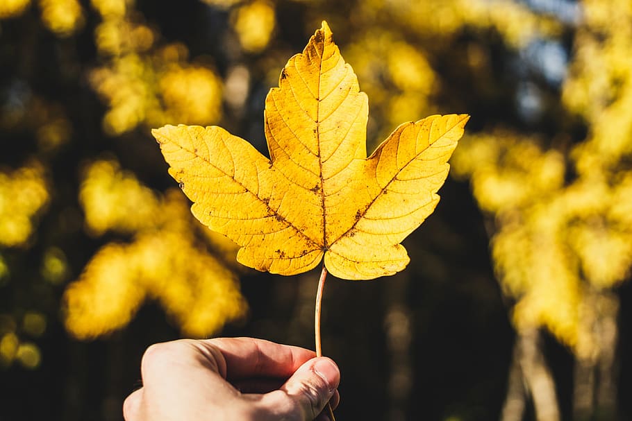 yellow, leaf, nature, sunshine, fall, human hand, human body part HD wallpaper
