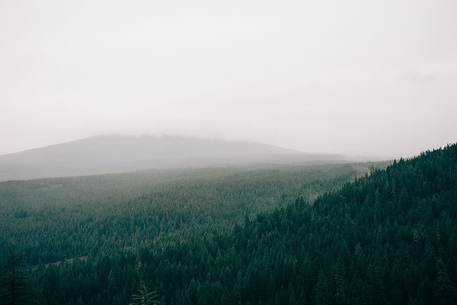 green pine forest near hill, green trees in forest under smoky sky HD wallpaper
