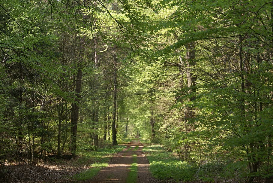 forest path, summer, lane, tree, plant, land, direction, tranquility HD wallpaper