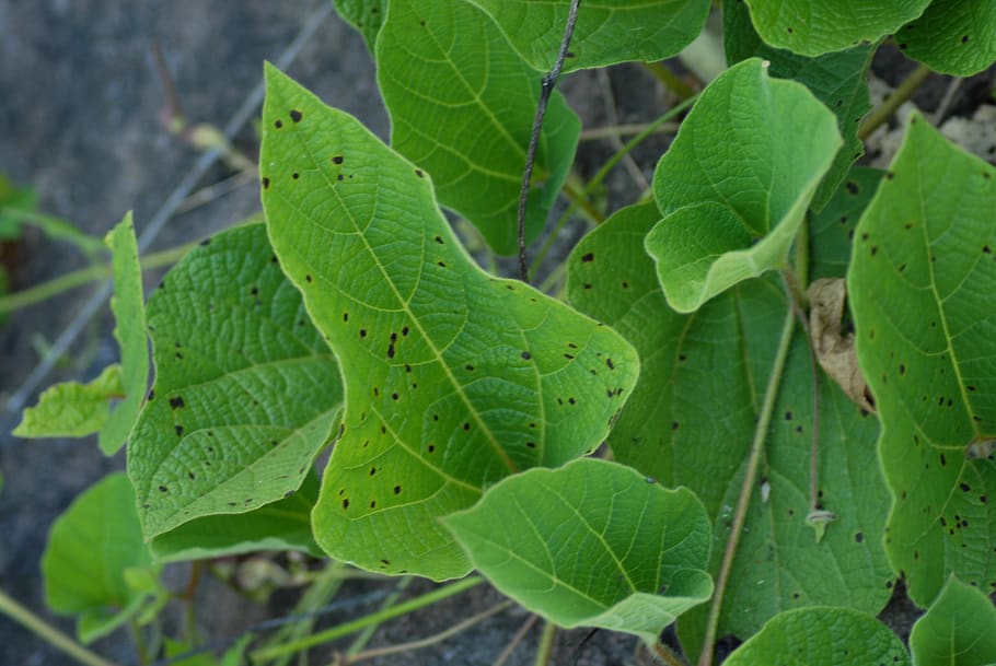 leaf, tree, flora, plant part, green color, growth, close-up HD wallpaper