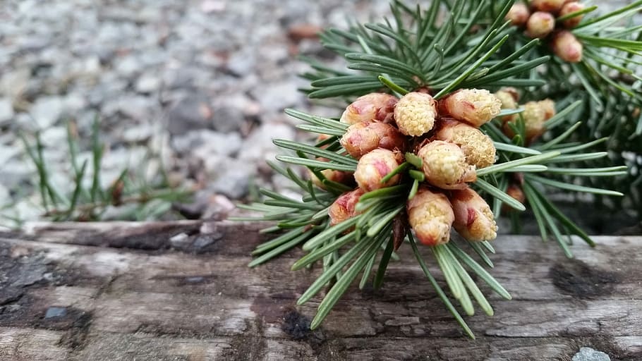 tree, nature, pine, needle, cone, branch, outdoors, decoration HD wallpaper