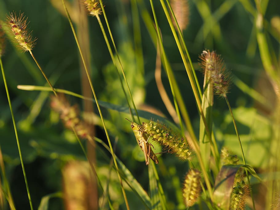 grasshopper, flip, green, close, insect, camouflage, nature HD wallpaper