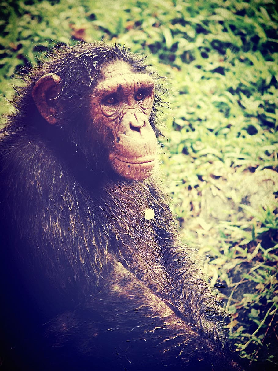animal, monkey, chimp, relaxing, ape, trees, africa, fingers HD wallpaper